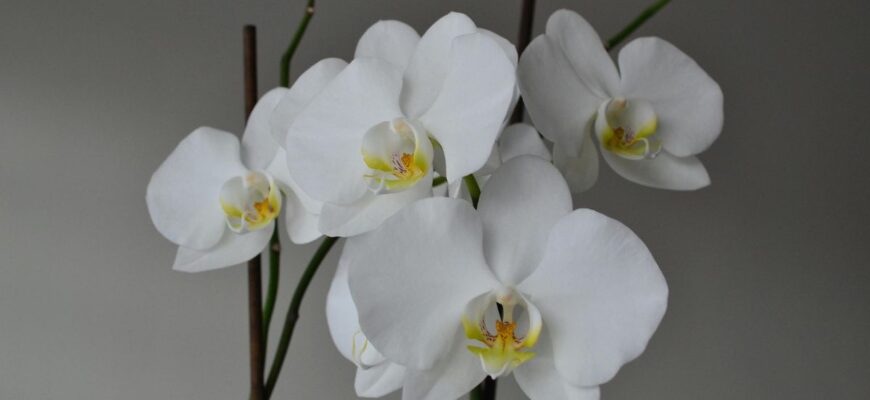Почне пишно цвісти і рости: 5 дій, які покращать стан орхідеї у квітні Почне пишно цвісти і рости: 5 дій, які покращать стан орхідеї у квітні