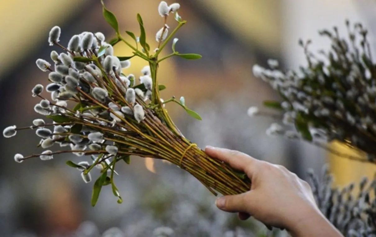 Вербові гілки Вербові гілки