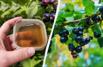 До Великодня під смородину обов’язково треба внести перше підживлення: пізніше не спрацює