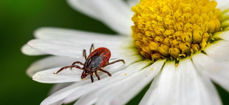 Посадіть ці рослини на ділянці: про кліщів можна забути на все літо Посадіть ці рослини на ділянці: про кліщів можна забути на все літо