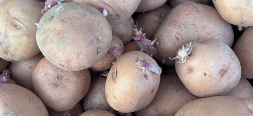 1 підказка від дідуся, і ніякої гнилі на картоплі: урожай як на підбір, а бульби – гіганти! 1 підказка від дідуся, і ніякої гнилі на картоплі: урожай як на підбір, а бульби – гіганти!