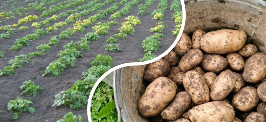Посадка картоплі у квітні 2026: 1 критична помилка, через яку врожай може згнити ще в землі