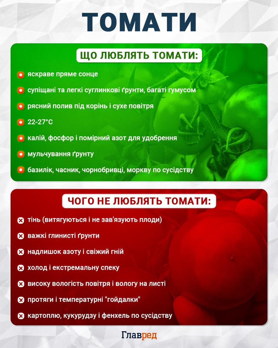 Чому жовтіє листя у томатів: головна причина, про яку забувають городники