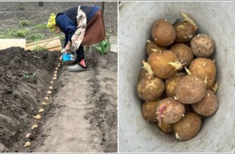 Ви як хочете, а я картоплю садитиму тільки в ці дні: врожай у мене завжди відрами, а бульби – ідеальні