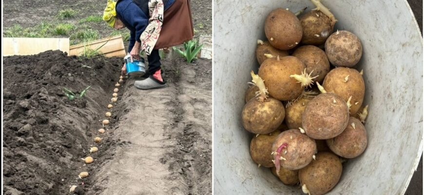 Ви як хочете, а я картоплю садитиму тільки в ці дні: врожай у мене завжди відрами, а бульби – ідеальні Ви як хочете, а я картоплю садитиму тільки в ці дні: врожай у мене завжди відрами, а бульби – ідеальні