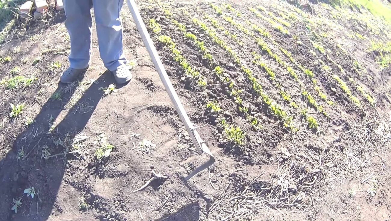 Городники розповіли, чим підживити ґрунт у квітні. Фото: YouTube Життя з нуля