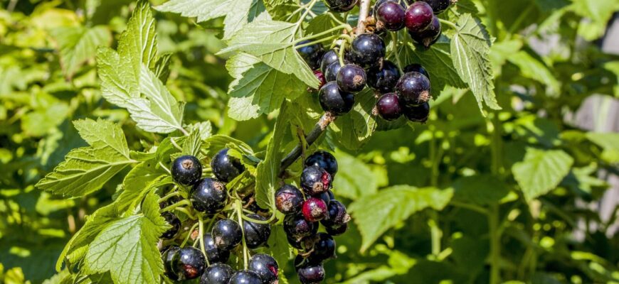 Смородині навесні – терміново: знайшла 3 “підкормки” для щедрого врожаю – соковитих ягід буде аж ціле море Смородині навесні – терміново: знайшла 3 “підкормки” для щедрого врожаю – соковитих ягід буде аж ціле море