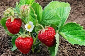 Дачникам на замітку! Полуниця буде кислою – ось що не можна садити поруч