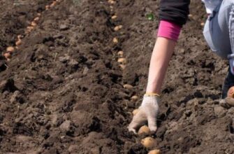 Дачникам на замітку! ТОП-5 помилок при посадці картоплі, які можуть зіпсувати ваш урожай