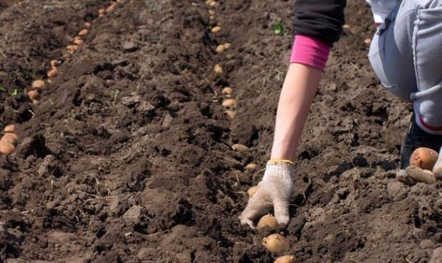 Дачникам на замітку! ТОП-5 помилок при посадці картоплі, які можуть зіпсувати ваш урожай