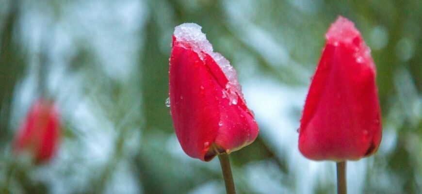 До України повертаються заморозки та сніг: синоптики назвали точну дату нової хвилі похолодання