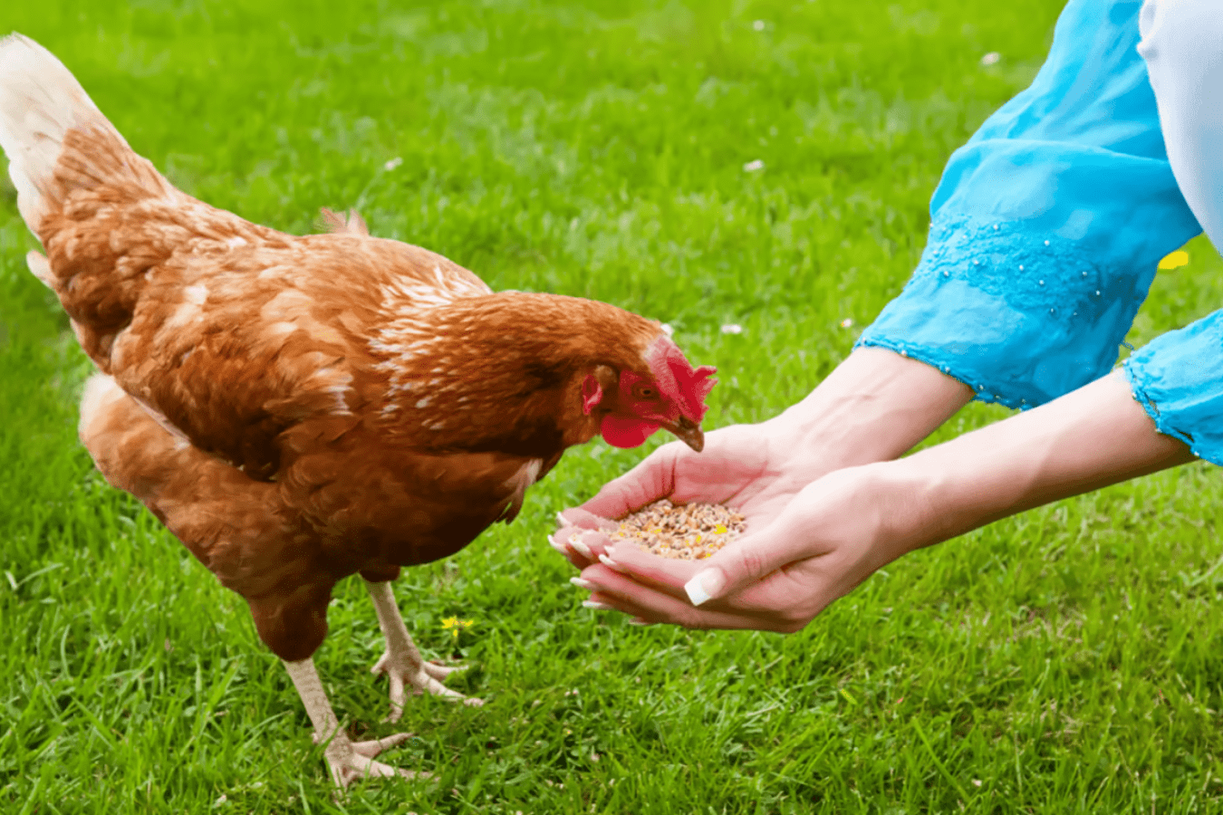 Фермери розповіли, як зробити курячі яйця на 20% більшими за розміром. Фото: скриншот з відео Фермери розповіли, як зробити курячі яйця на 20% більшими за розміром. Фото: скриншот з відео