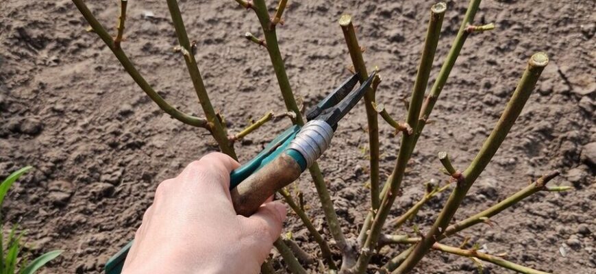 Як врятувати троянди після вимерзання: правила радикальної обрізки та схема підживлення Як врятувати троянди після вимерзання: правила радикальної обрізки та схема підживлення