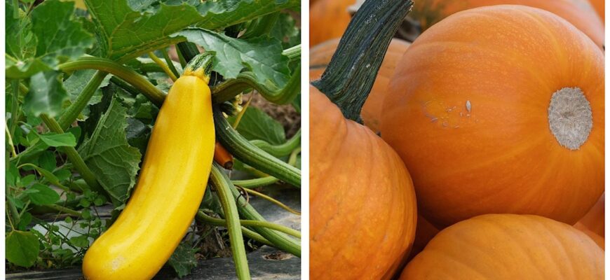 Раніше цієї дати навіть не думайте: коли насправді треба садити кабачки і гарбузи у 2026 році