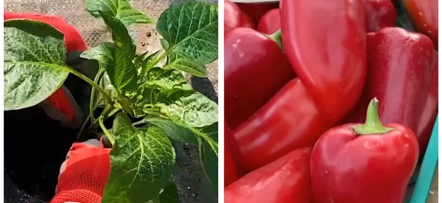 Перець приживеться менш ніж за 7 днів: що за добрива додати в лунку при посадці Перець приживеться менш ніж за 7 днів: що за добрива додати в лунку при посадці