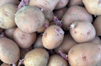 Яка картопля добра для пюре, а яка для смаження: найкращі сорти, які можна виростити у себе