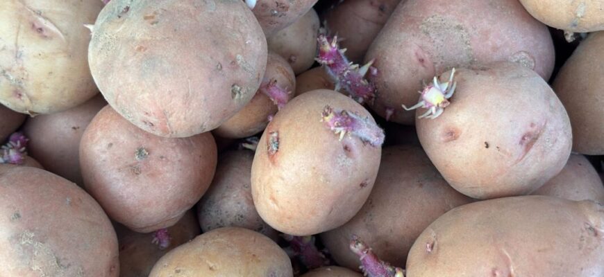 Яка картопля добра для пюре, а яка для смаження: найкращі сорти, які можна виростити у себе Яка картопля добра для пюре, а яка для смаження: найкращі сорти, які можна виростити у себе