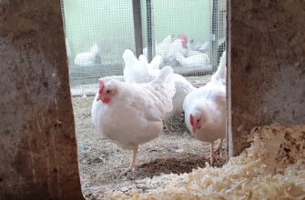 Без санітарної обробки курника перед літом — ніяк: від розмноження паразитів і для несучості курей