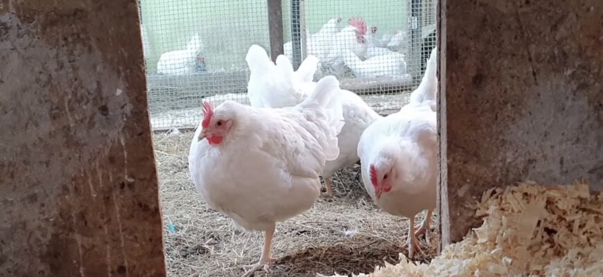 Без санітарної обробки курника перед літом — ніяк: від розмноження паразитів і для несучості курей Без санітарної обробки курника перед літом — ніяк: від розмноження паразитів і для несучості курей