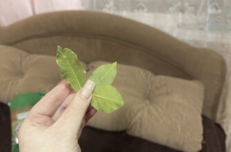 До Великодня всі 7 днів тримаю под подушкою лавровий лист: це не прикмети, а моя маленька хитрість