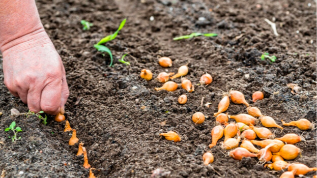 Найкращі дні для посадки цибулі у квітні 2026: не відкладайте — час садити вже Найкращі дні для посадки цибулі у квітні 2026: не відкладайте — час садити вже