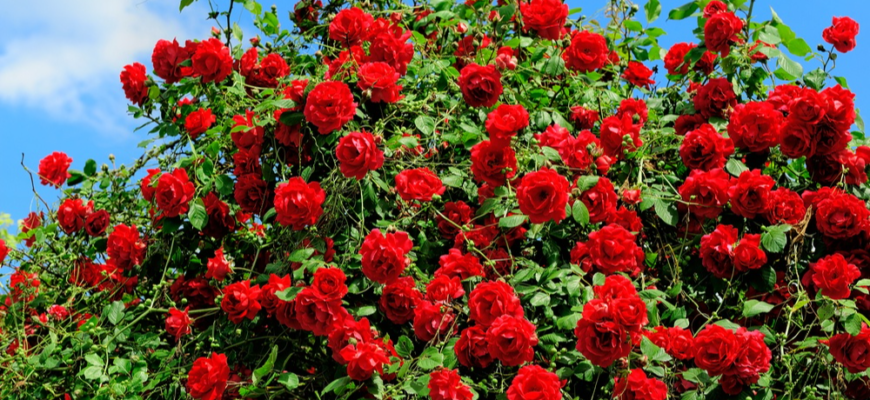 Тільки одне підживлення троянд у квітні — і вони безперервно будуть цвісти Тільки одне підживлення троянд у квітні — і вони безперервно будуть цвісти