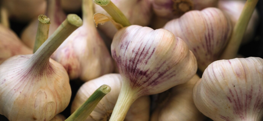 Більшість роблять все не так: без чого підживлення часнику не дасть результату Більшість роблять все не так: без чого підживлення часнику не дасть результату