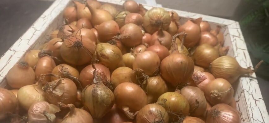 Цибулю саджаю тільки так з 2008-го: жодна муха і близько не підлетить – урожай під захистом Цибулю саджаю тільки так з 2008-го: жодна муха і близько не підлетить – урожай під захистом