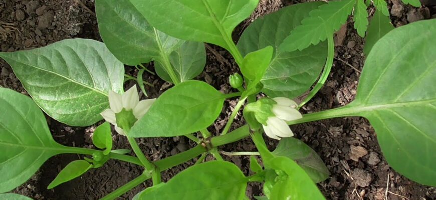 З року в рік сію лише їх: 4 сорти низькорослих перців, що б’ють всі рекорди по врожаю З року в рік сію лише їх: 4 сорти низькорослих перців, що б’ють всі рекорди по врожаю