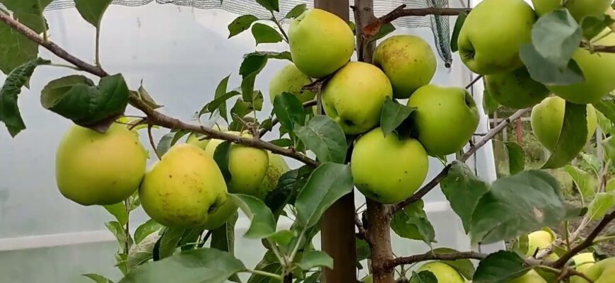Яблунева попелиця втече, не озираючись: 1 упаковка, і дерево стерильне – жодного шкідника