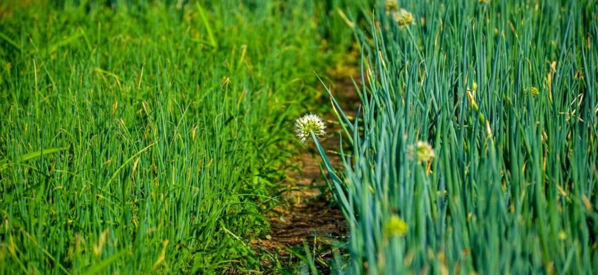 Не посадили до Великодня 2026 — не жалійтеся на врожай: ось ці 5 культур треба садити до свят Не посадили до Великодня 2026 — не жалійтеся на врожай: ось ці 5 культур треба садити до свят