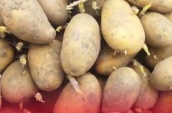 Картопля з кулак і без жодного дротяника: сусіди побачили, що я кладу в лунку – і тепер роблять так само