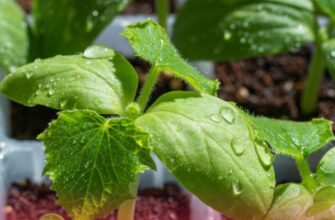 Не вгору, а вшир. Фактори, не знаючи яких не виростити компактної та кремезної розсади