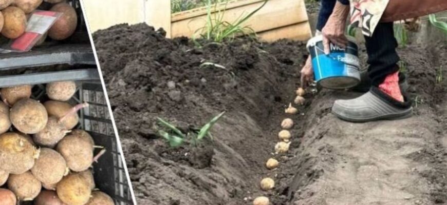 Ці 4 сорти картоплі — найгірші в рейтингу 2026 року: запам’ятайте назву і не садіть їх на ділянці