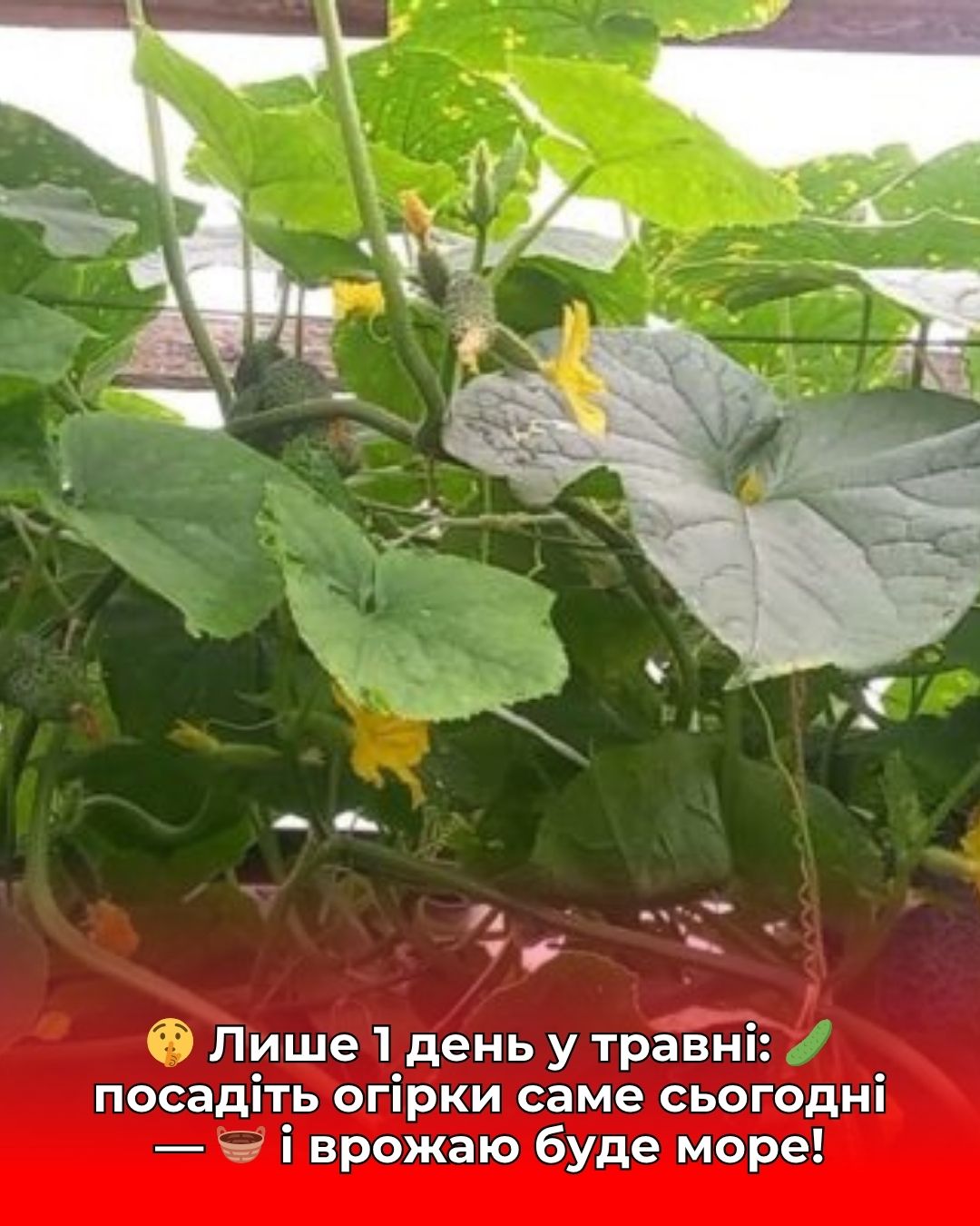 Огірки висаджую на грядки лише в цей 1 день – старовинна дата для доброго врожаю: бабусина порада