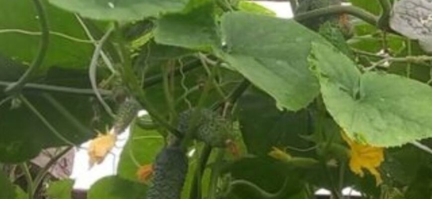 Цей 1 день – старовинна дата для вдалого врожаю: бабусина рада про висаджування огірків на грядки.