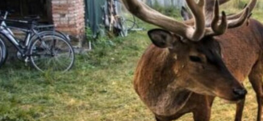 Куди зник зірка Мережі олень Борис: опікун розкрив перші подробиці про його нове місце