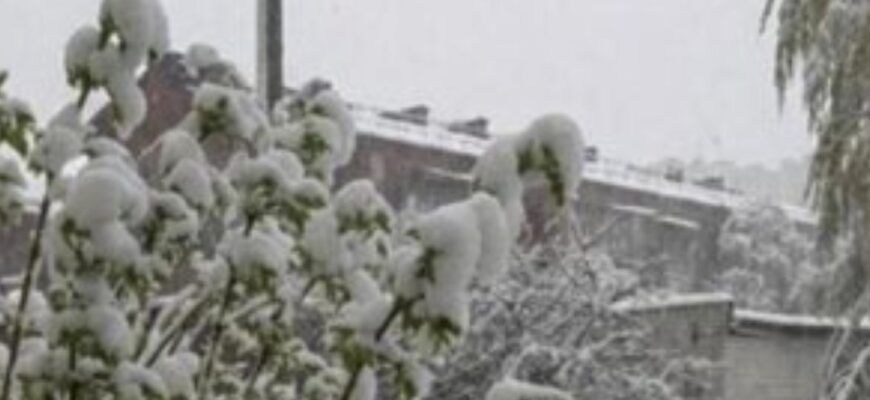 Одразу 3 області України вночі знову засипало снігом. Частину урожаю безповоротно знищено. Фото та відео заметілі