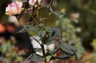 Що додати в яму під час висаджування троянди: один інгредієнт вирішує все