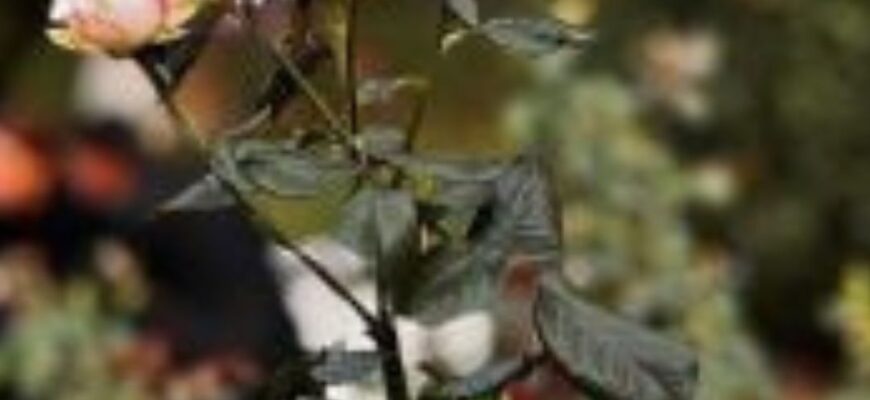 Що додати в яму під час висаджування троянди: один інгредієнт вирішує все