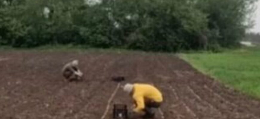 Коли садити картоплю у травні 2026 року: точні дати