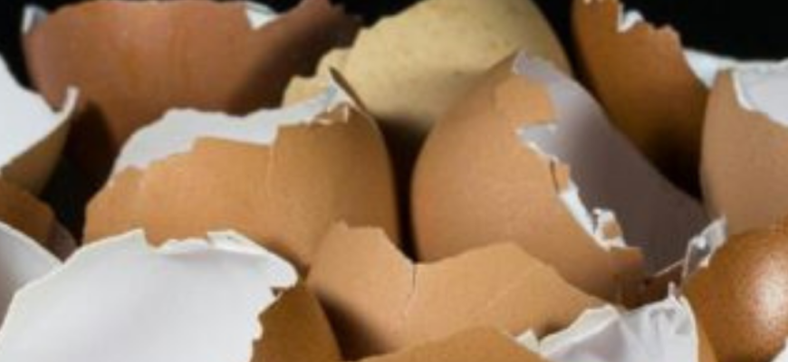 Не викидайте яєчну шкаралупу: садівники розповіли про неймовірну користь