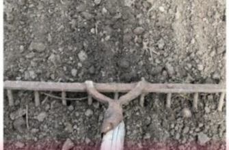 Дідусь із села підказав, як знищити яйця слимаків у ґрунті навесні: 1 перевірений спосіб захистити капусту