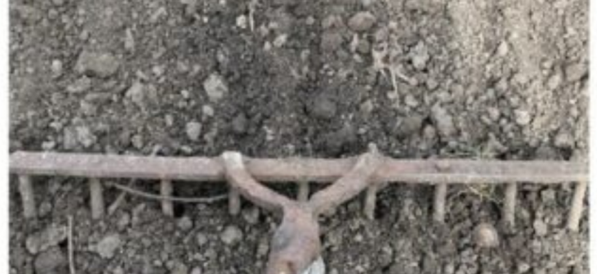 Дідусь із села підказав, як знищити яйця слимаків у ґрунті навесні: 1 перевірений спосіб захистити капусту