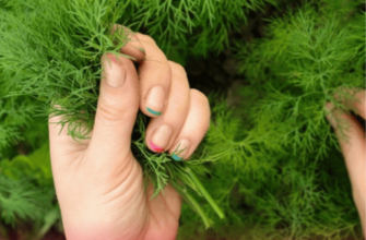 Хитрість, про яку багато хто не знає: навіщо засаджувати весь город кропом?