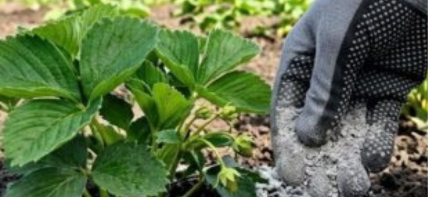 Полуниця вкриється ягодами у червні, якщо зараз підсипати 1 дешевий інгредієнт під кожен кущ Полуниця вкриється ягодами у червні, якщо зараз підсипати 1 дешевий інгредієнт під кожен кущ