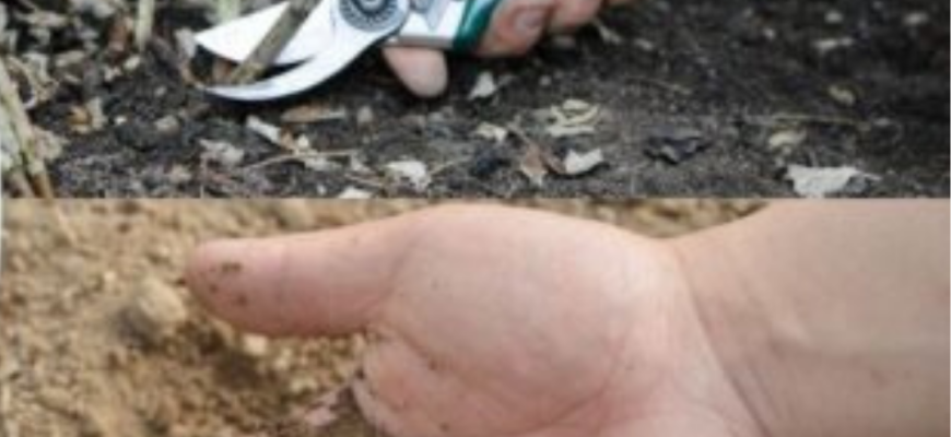 Останній шанс правильно обрізати ремонтантну малину навесні: як попало вже не пройде. Є 1 чітке правило