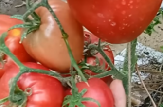 Врожай збиратимете ящиками: чим підживити помідори, щоб вони були великими