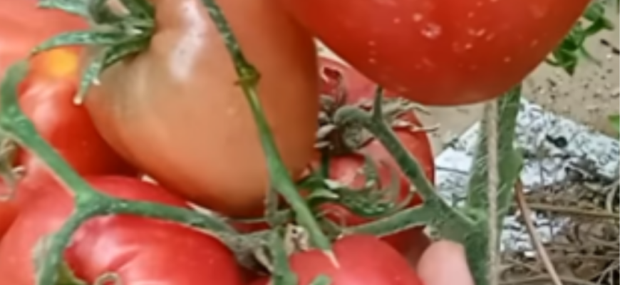 Врожай збиратимете ящиками: чим підживити помідори, щоб вони були великими