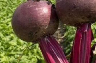 Найсмачніший сорт буряка назвав фермер: він перевершує популярні гібриди